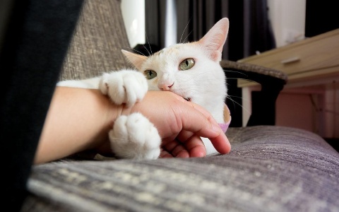 貓咪突然咬你，有6種原因，別再隨意打罵它了。