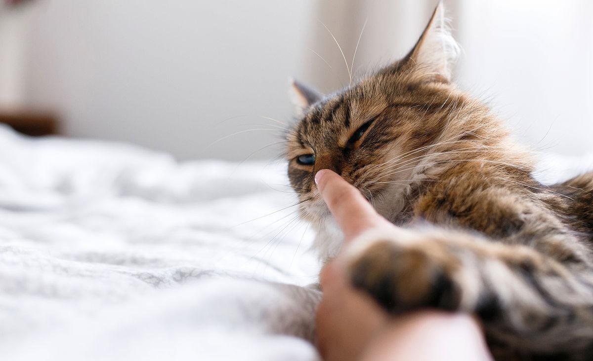 貓咪突然咬你，有6種原因，別再隨意打罵它了。