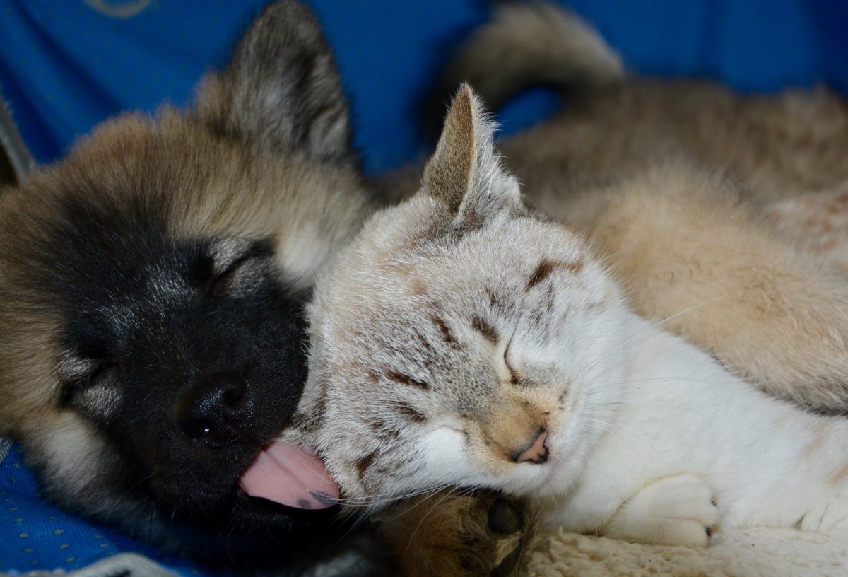 法國正式實施《反虐待動物法案》，禁止寵物店出售貓狗。