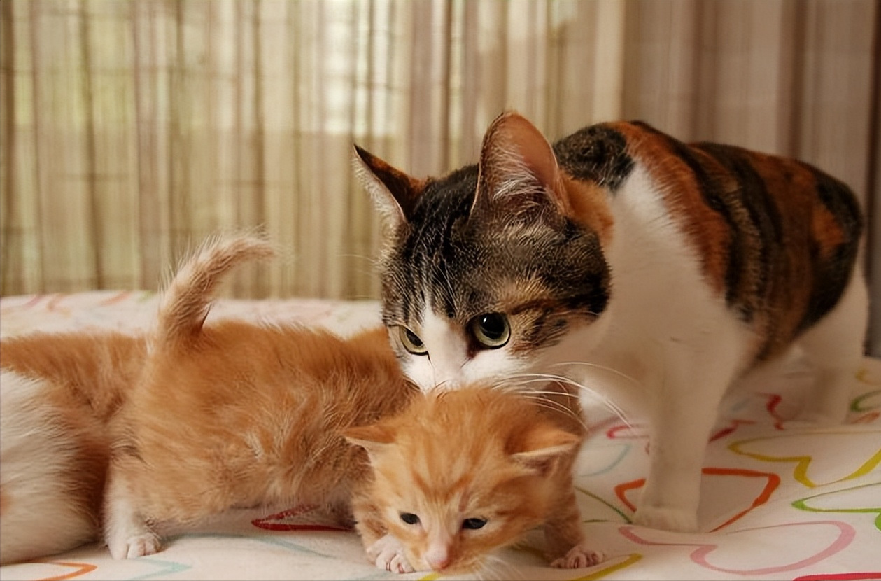 貓咪把「貓寶寶」叼給你，是因為想讓你帶孩子。