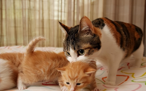 貓咪把「貓寶寶」叼給你，是因為想讓你帶孩子。
