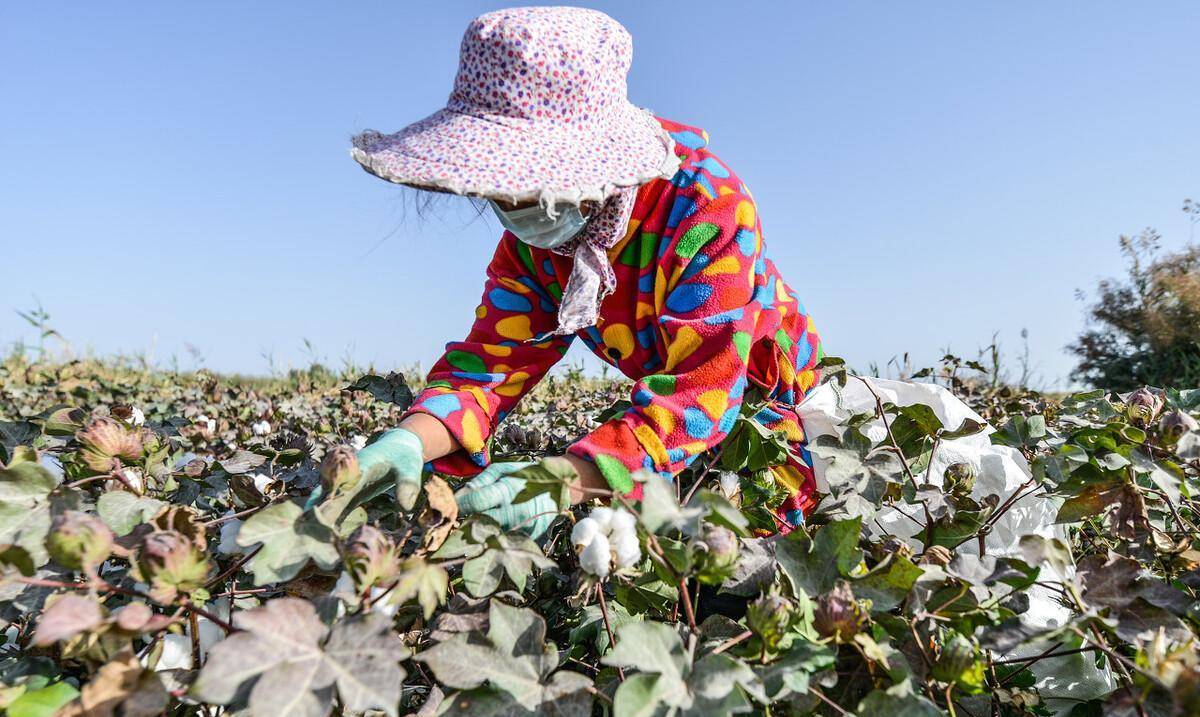 種棉花：中國農村人九十年代最大的收入來源