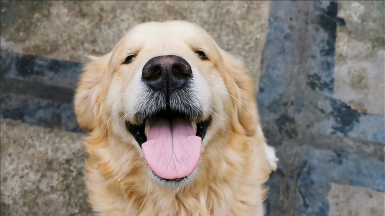 狗狗有這9種現象說明在你家「過得很好」！